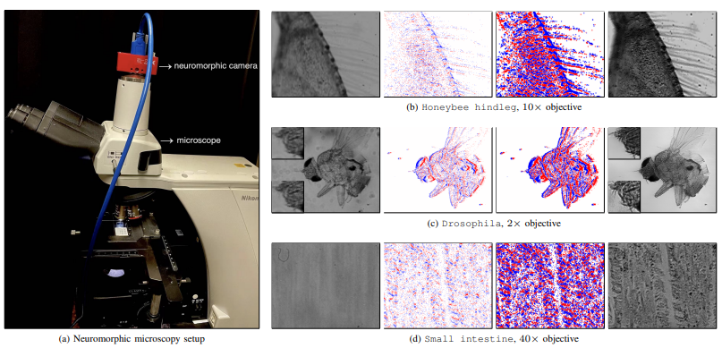 Neuromophic Super-resolution framework